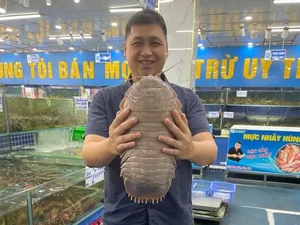 Ilmuwan Temukan Kecoak Laut Raksasa, Dinamai Darth Vader Star Wars