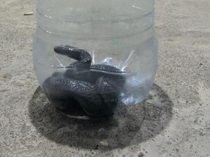 Sederet Penyebab dan Cara Mencegah Ular Masuk ke Rumah