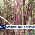 Video: Kurangi Impor Bensin, RI Budidaya Tanaman Ini