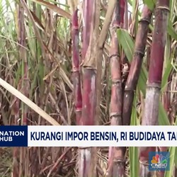Video: Kurangi Impor Bensin, RI Budidaya Tanaman Ini