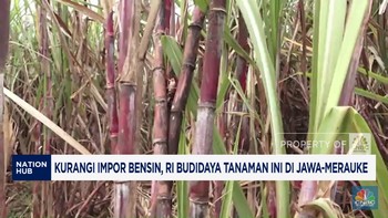 Video: Kurangi Impor Bensin, RI Budidaya Tanaman Ini