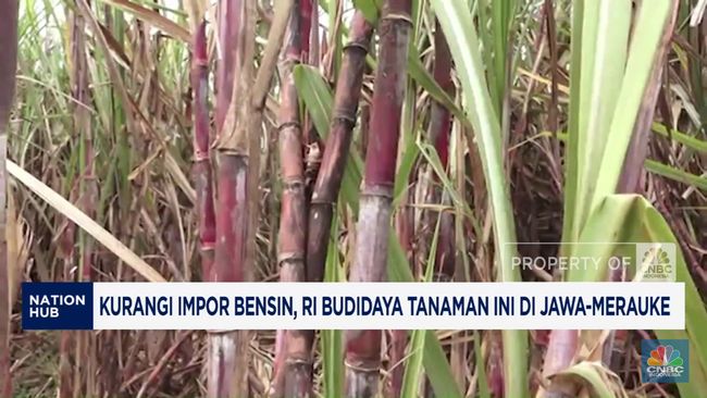 Kurangi Impor Bensin, RI Budidaya Tanaman Ini