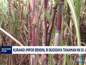 Video: Kurangi Impor Bensin, RI Budidaya Tanaman Ini