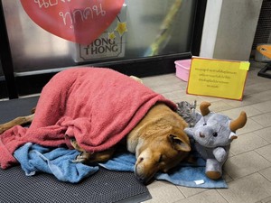 Bukan si Moo Deng Kuda Nil, Ini Kisah Moo Daeng si Anjing Setia