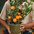 11 Buah ini Mengandung Tinggi Protein