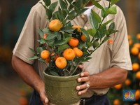 11 Buah ini Mengandung Tinggi Protein