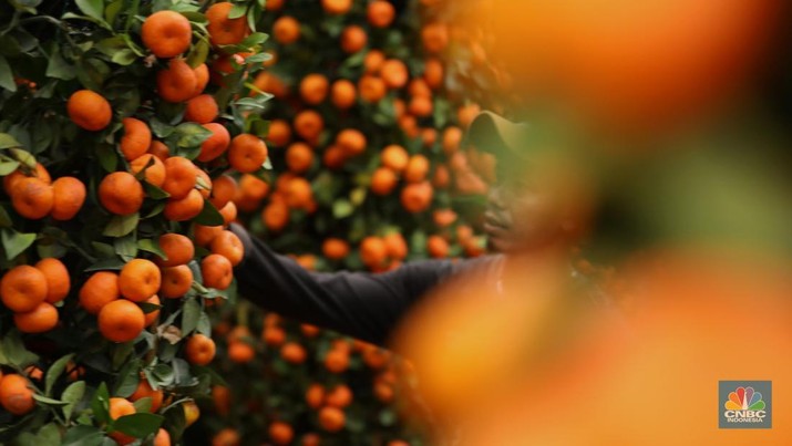 Pengunjung mengamati dan memilih pohon jeruk Imlek (Kimkit) yang dijual di kawasan Meruya Utara, Jakarta, Jumat (17/1/2025). (CNBC Indonesia/Tri Susilo)