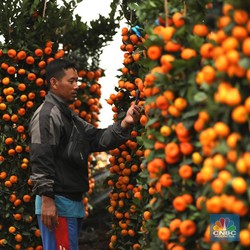 Berburu Jeruk Saat Imlek, Harganya Ada yang Tembus Rp 140.000/Kilo!