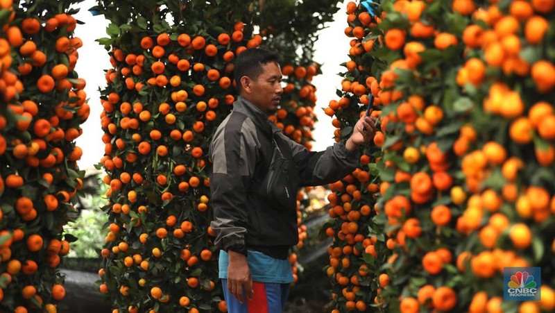 Pengunjung mengamati dan memilih pohon jeruk Imlek (Kimkit) yang dijual di kawasan Meruya Utara, Jakarta, Jumat (17/1/2025). (CNBC Indonesia/Tri Susilo)