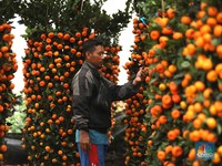 Berburu Jeruk Saat Imlek, Harganya Ada yang Tembus Rp 140.000/Kilo!