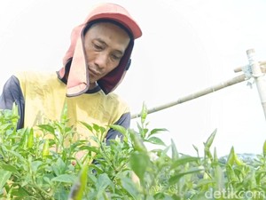 Petani Cabai di Purwakarta Panen Lebih Dini gegara Serangan Hama