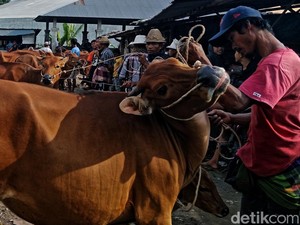 Pemkab Lombok Timur Targetkan 50.000 Vaksin untuk Cegah PMK Sapi