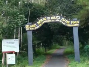 Hutan Pinus Pidpid, Wisata Tersembunyi di Bali