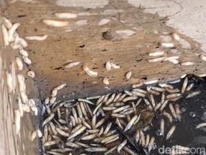 Belatung Bisa Muncul di Rumah, Ini Lokasi yang Harus Diwaspadai!