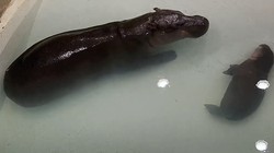 Kenalin Nih! Bayi Kuda Nil Kerdil Poppy, Siap Saingi Ketenaran Moo Deng