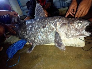 Ikan Purba Coelacanth Ditemukan di Laut Indonesia, Begini Penampakannya