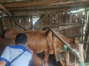 Kondisi Terbaru Penyebaran PMK di Jatim, Kasus Aktif Ada Belasan Ribu Ternak