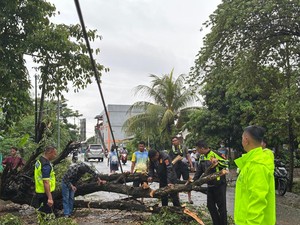 Angin Kencang Tumbangkan Pohon di Labuan Bajo, Lalu Lintas Sempat Terganggu