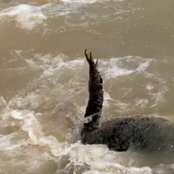 Pesawat Jatuh di Rawa Penuh Buaya, Begini Nasib Pilot dan Penumpang