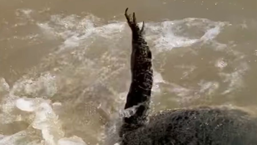 Buaya Air Asin di Australia (Tangkapan Layar Instagram Wildmanadventures)