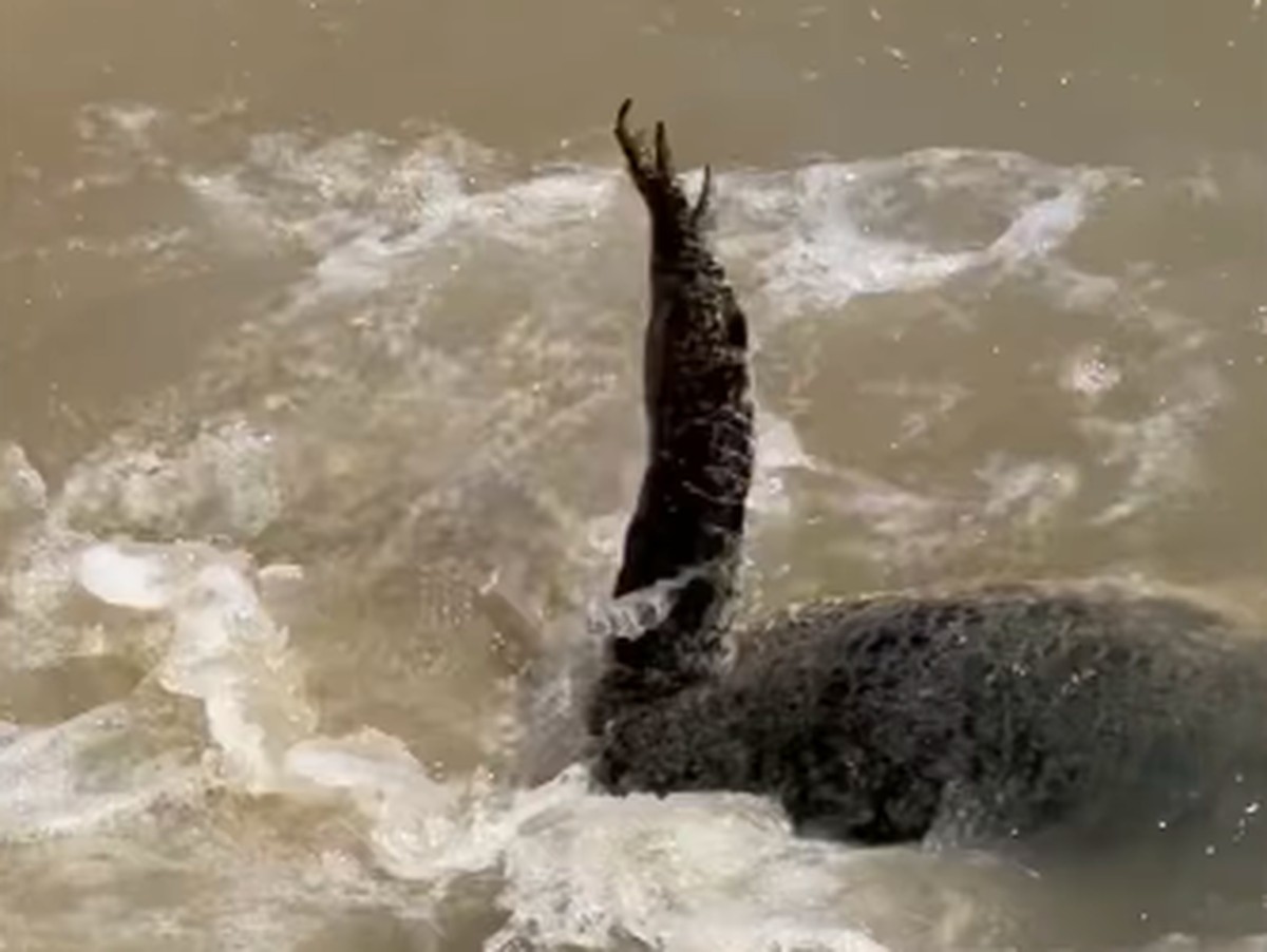 Buaya Raksasa 5,7 Meter Ditangkap di Indragiri Hilir, Upaya Evakuasi Berjalan Lama