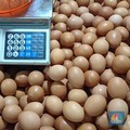 Sederet Manfaat Mengonsumsi Telur, Ini Penjelasan Ahli
