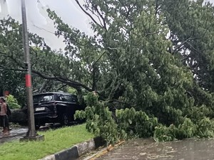Pohon Tumbang Timpa Mobil di Jalan Poros Barru-Pangkep, Sopir Terluka