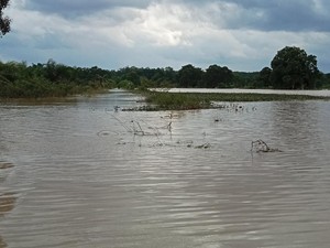 Terendam Banjir, 2.429 Hektare Sawah di Lampung Timur Jadi Danau