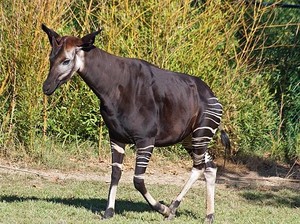 Hewan Ini Berbadan Zebra tapi Bentuknya Mirip Jerapah, Unik Banget!