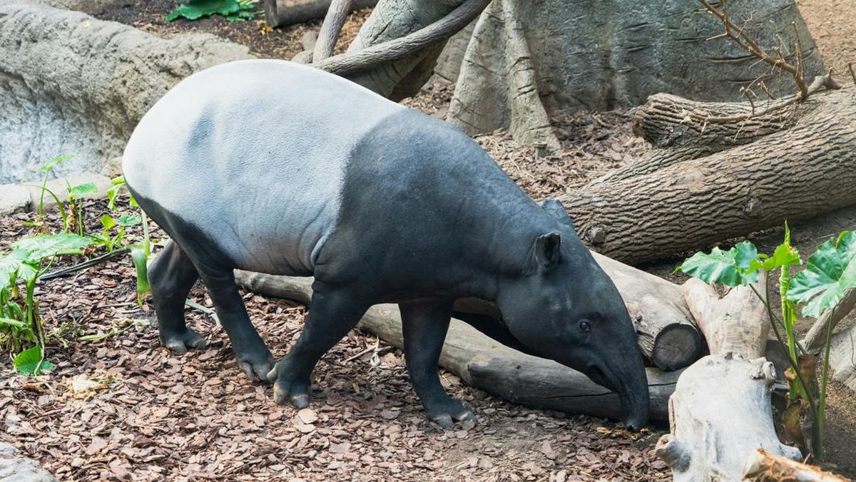 Giring Tapir ke Kandang, Penjaga Singapore Zoo Malah Digigit hingga Masuk RS
