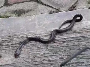 Kampung Sumyati Korban Gigitan Kobra Pernah Diteror Monyet hingga Celeng