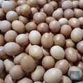 Harga Pangan Hari Ini: Telur Ayam Turun, Gula-Minyak Goreng Kian Mahal