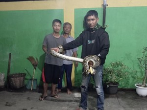 Pagi Buta Ular Sanca Kembang 3,5 Meter Incar Kambing di Karanganyar