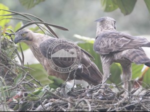 Dua Elang Jawa Dilepasliarkan di TWA Kawah Kamojang Hari Ini