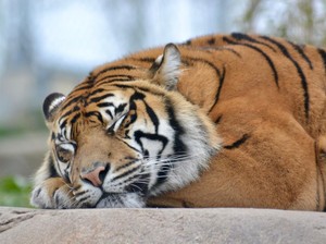 Pilu... Seekor Harimau Buta karena Sering Terkena Flash Kamera Wisatawan