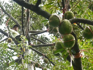 Penghasil Terbanyak Se-Indonesia, Ini 10 Jenis Durian di Jawa Timur
