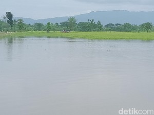 29 Hektare Sawah di Trucuk Klaten Masih Terendam Banjir, Petani Pasrah