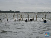 Muncul Pagar Laut di Bekasi, Menteri ATR Nusron Buka Suara