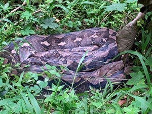 Piton 6 Meter Ditangkap 10 Warga, Mulut Diikat-Digantung Sampai Mati