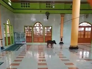 Geger Babi Hutan Masuk ke Masjid di Cianjur