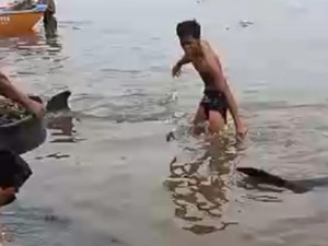2 Lumba-lumba Terdampar di Pantai Lekok Pasuruan