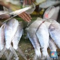Ikan Nila Cs Asal RI Bisa Kuasai AS-Eropa, Tapi Negara Ini Mengancam