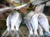Ikan Nila Cs Asal RI Bisa Kuasai AS-Eropa, Tapi Negara Ini Mengancam