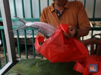 Waspada! Ini 10 Jenis Ikan yang Mengandung Merkuri Tinggi
