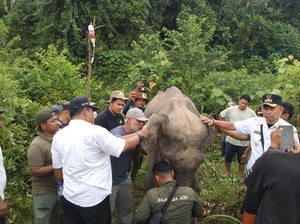 Sakit Bagian Mulut, Gajah Liar di Aceh Ditemukan dalam Kondisi Kurus