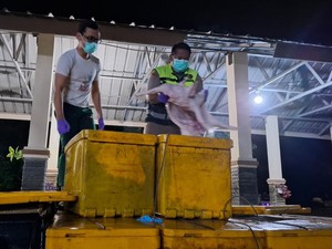 Balai Karantina Lampung Gagalkan 1,2 Ton Karkas Babi