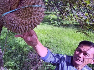 Kisah Merawat Durian di Cikakak, dari Musangking hingga Gandaria