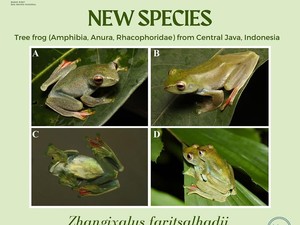 Mengenal Katak Pohon Farits Alhadi, Spesies Amfibi Baru Asal Jawa Tengah