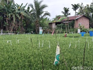 Harapan Petani Padi Lubuklinggau Panen Bulan Depan Setelah Sempat Gagal
