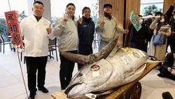 5 Ikan Raksasa Ini Terjual dengan Harga Fantastis, Capai Miliaran Rupiah!